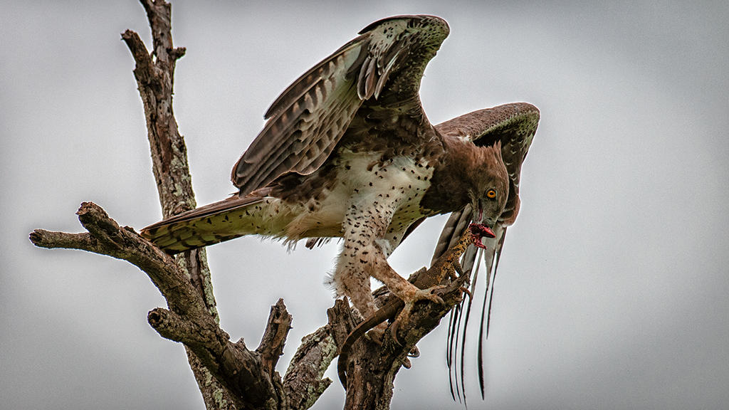 Martial Eagle with a Monitor Lizard