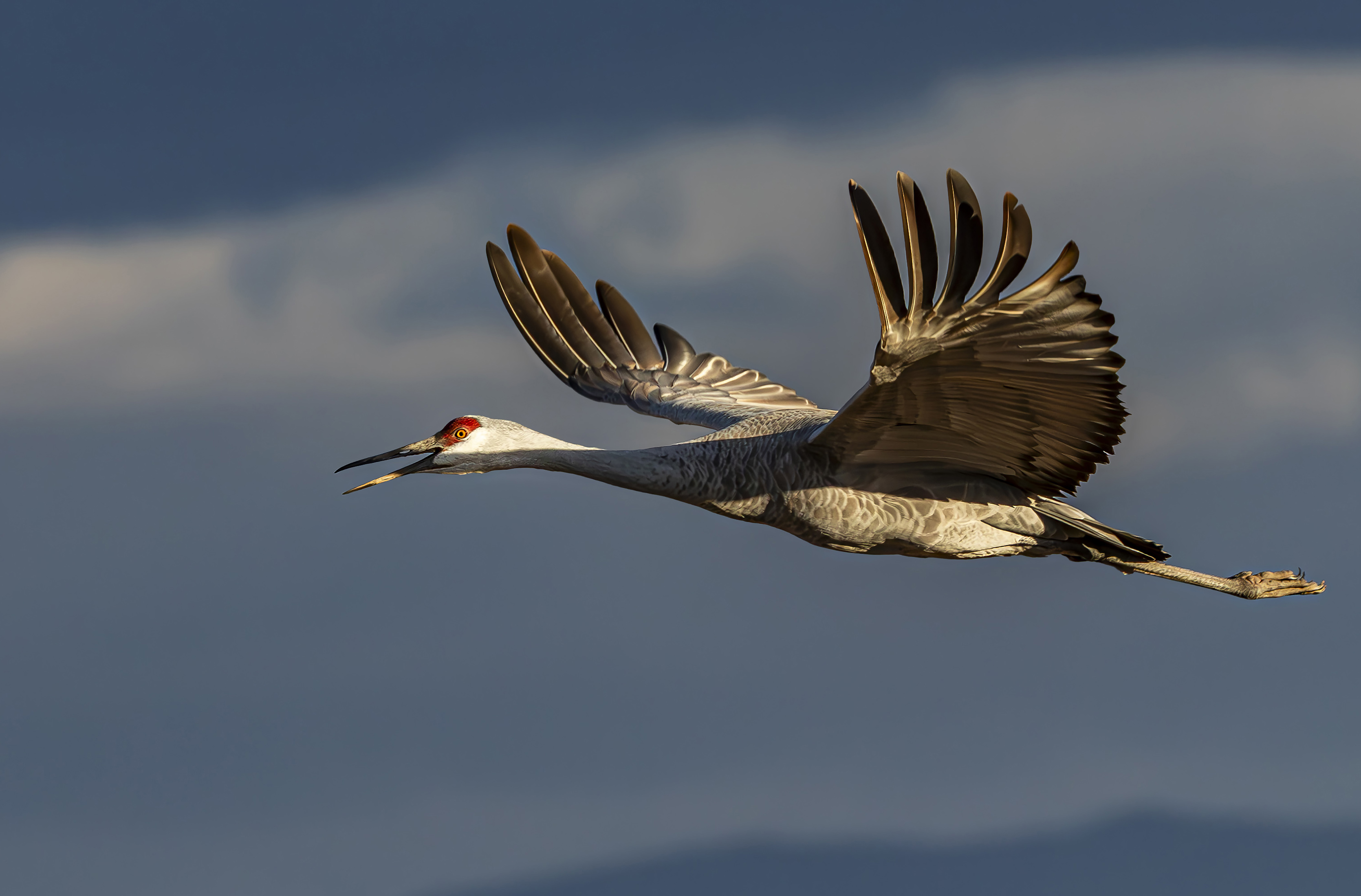 Graceful Flight by Jerry Baumann