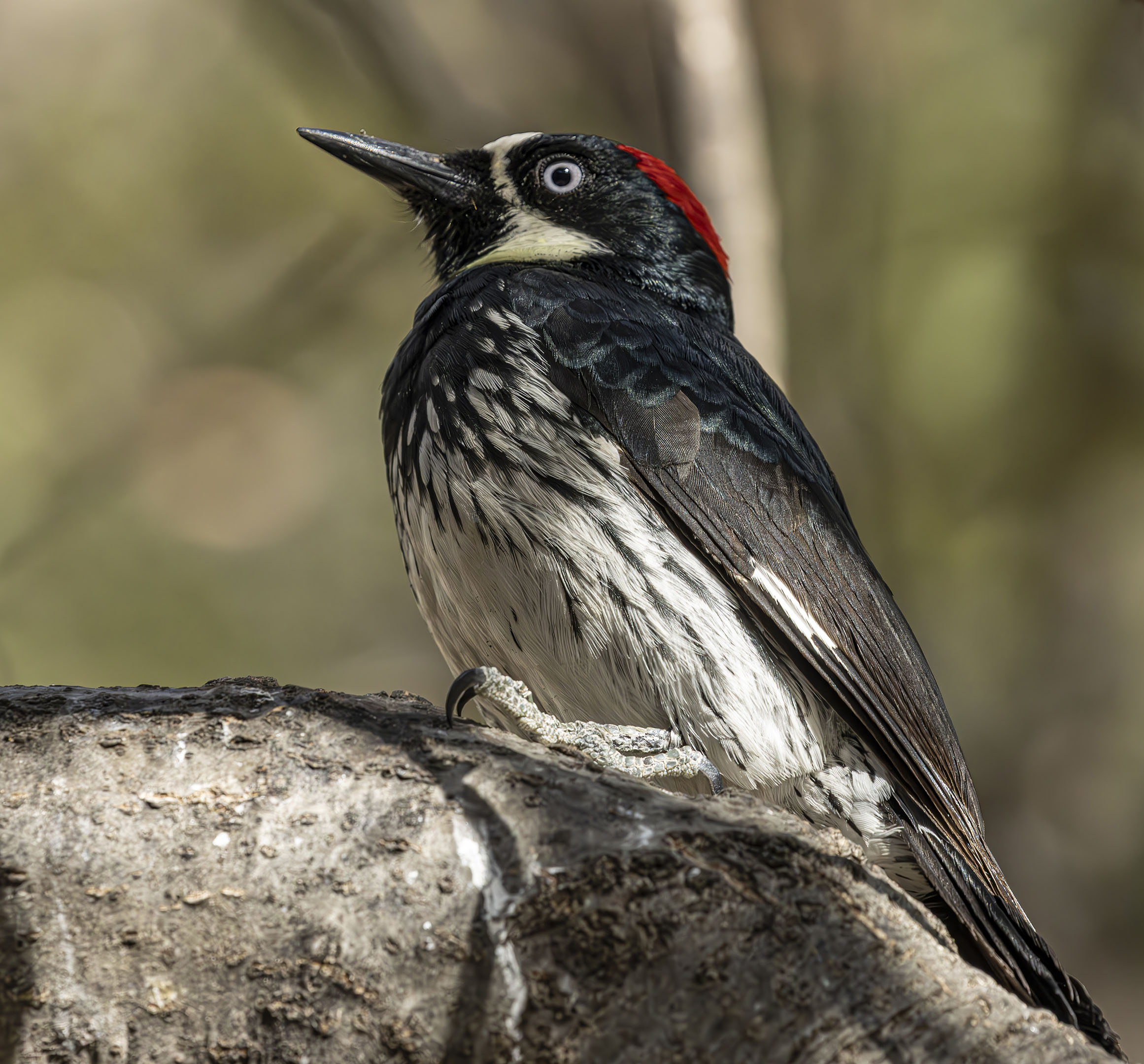 Acorn Woodpecker by Jerry Baumann