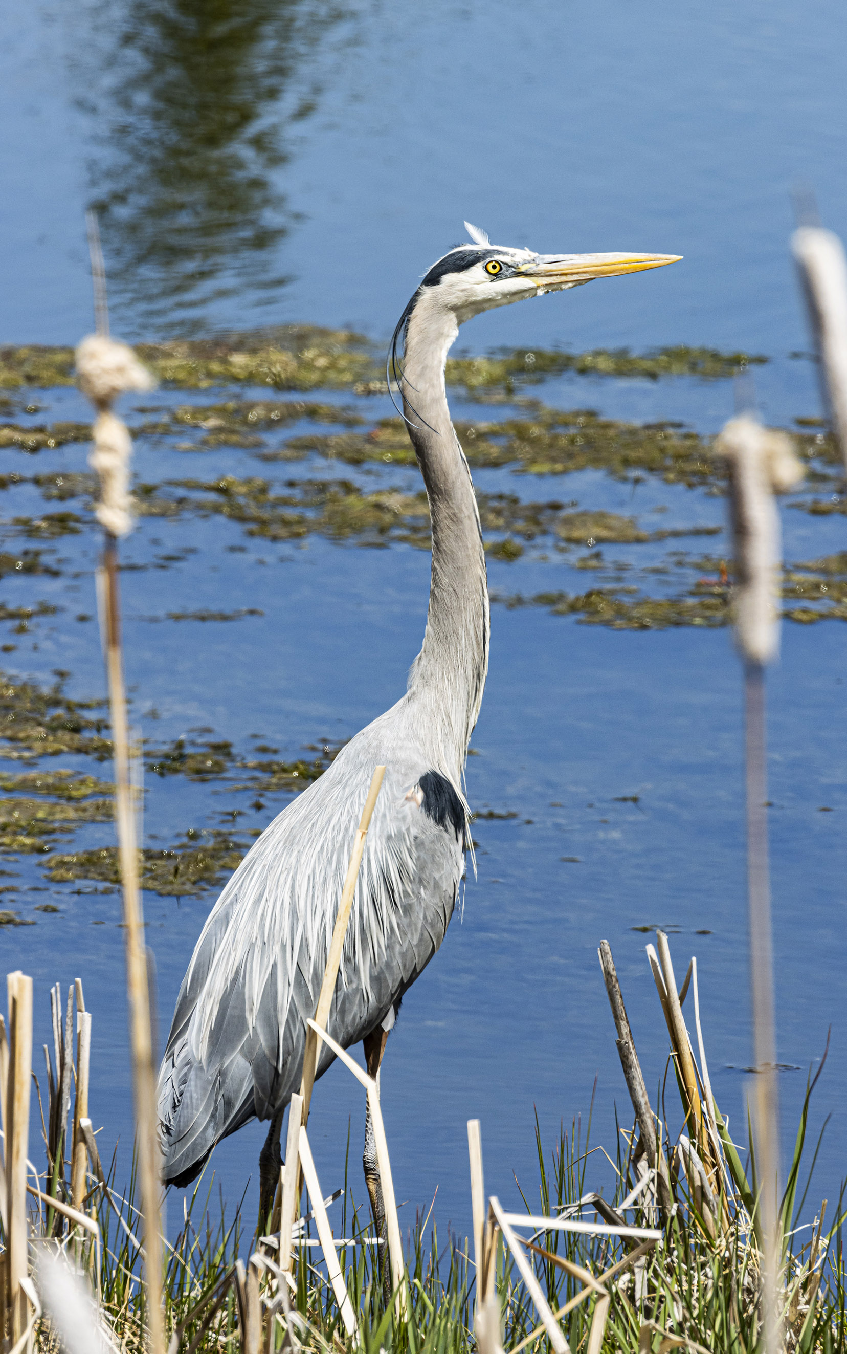 Grey Blue Heron by Jerry Baumann