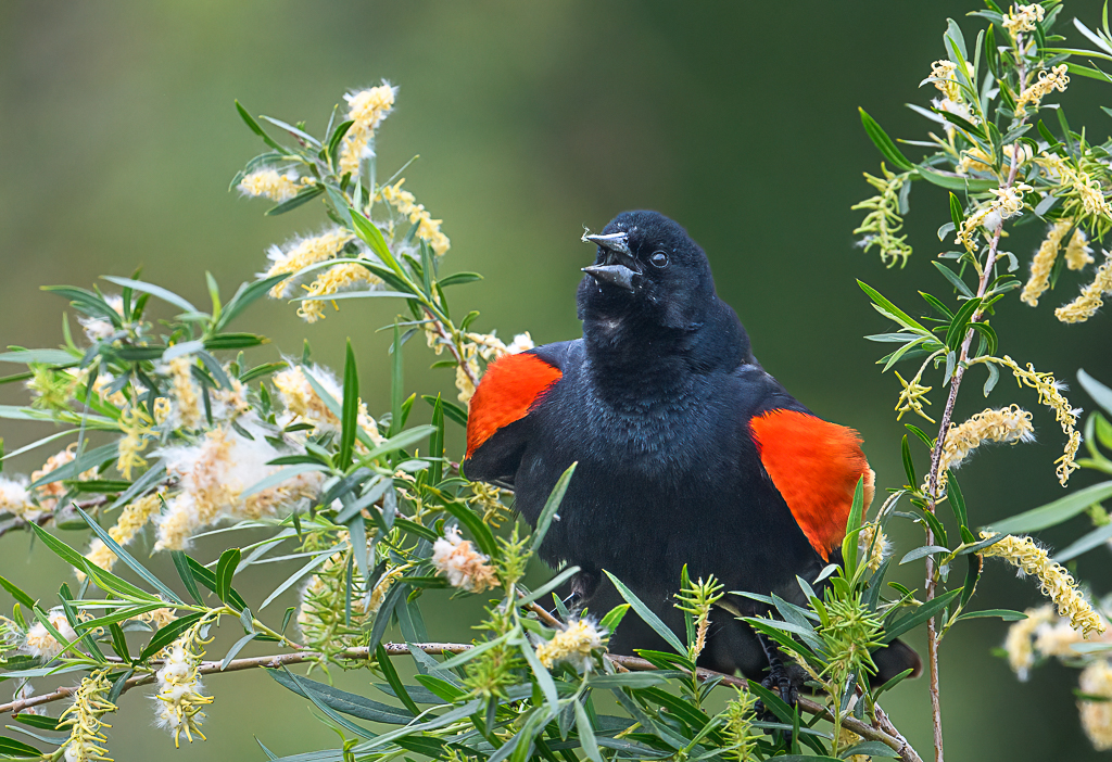 Red-Winged lackbird by Sarita Yeola