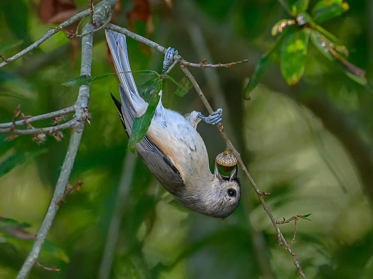 Titmouse With Acorn by Sarita Yeola