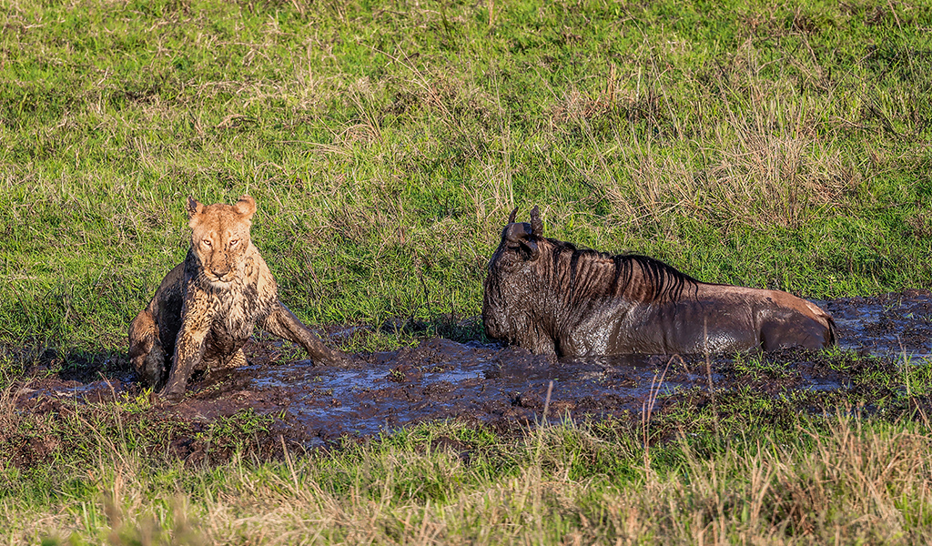 Lion vs Wildebeest by Barath Karthi R K