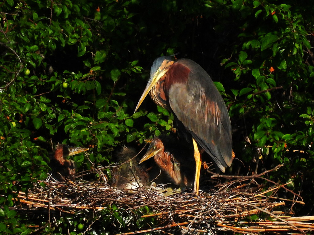 In the Nest of brown Heron