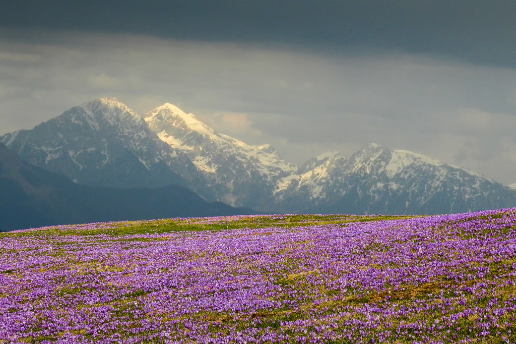 Saffron meadow before Storm by Bogdan Bricelj, MPSA, GMPSA, EFIAP/p