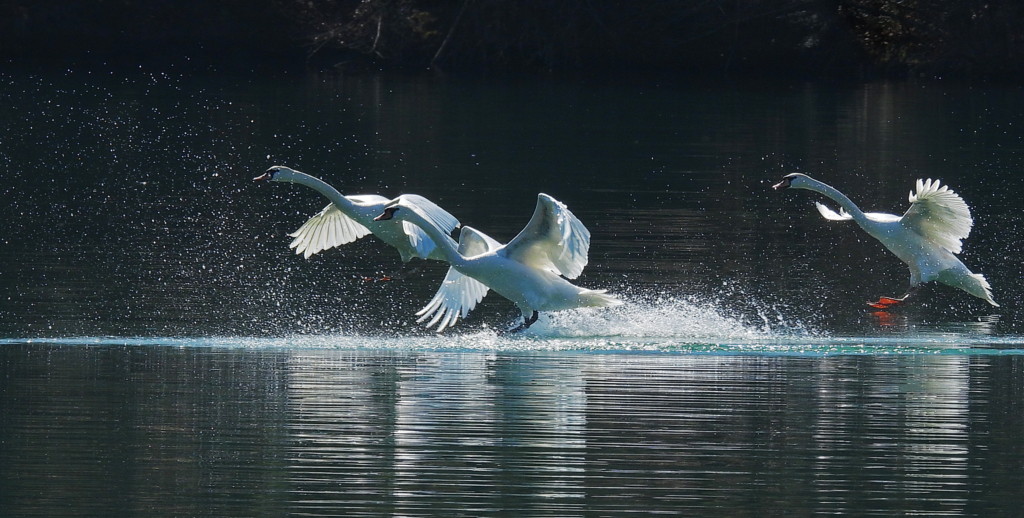Landing of Swans by Bogdan Bricelj, MPSA, GMPSA, EFIAP/p