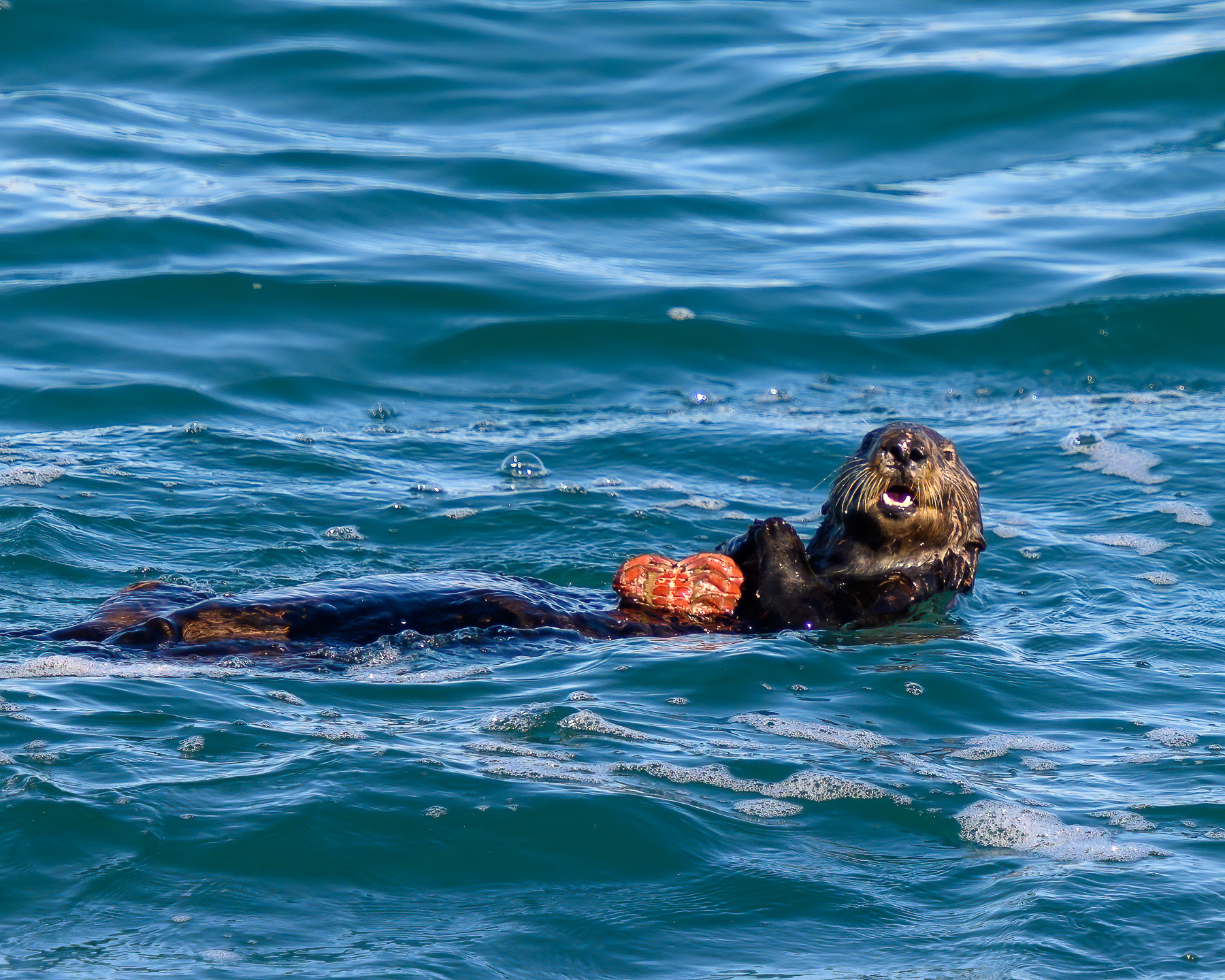 Sea Otter by Bud Ralston