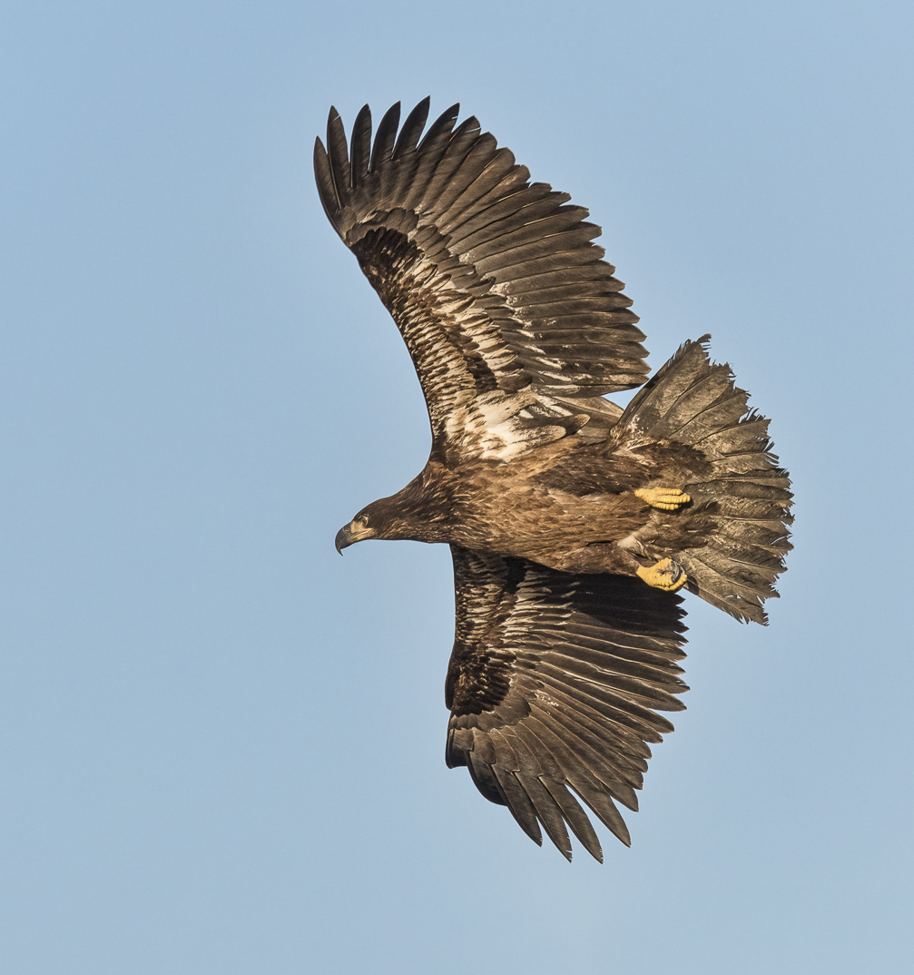 Juvenile Bald Eagle by Bud Ralston