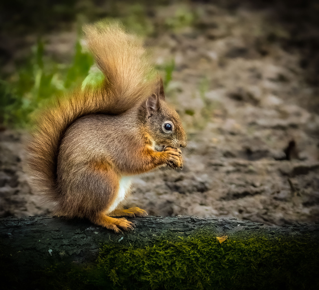 Squirrel by Ger Walsh