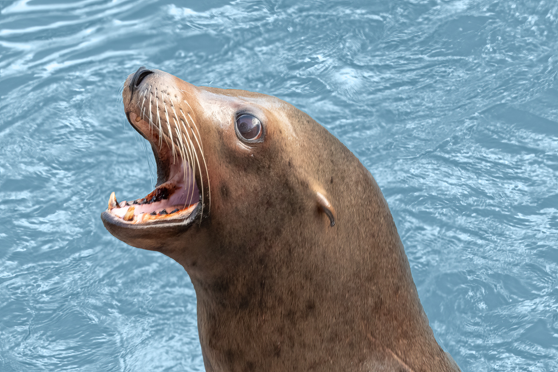 Portrait of a Sea Lion by Joan Funk