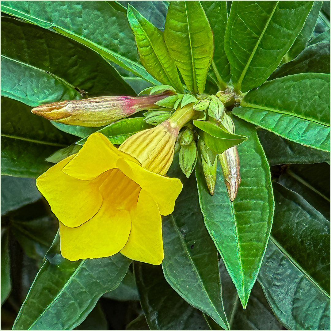 Yellow Allamanda by Joan Funk