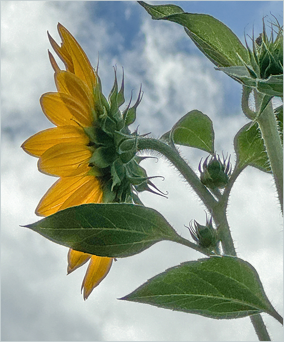 Profile of Sunflower by Joan Funk