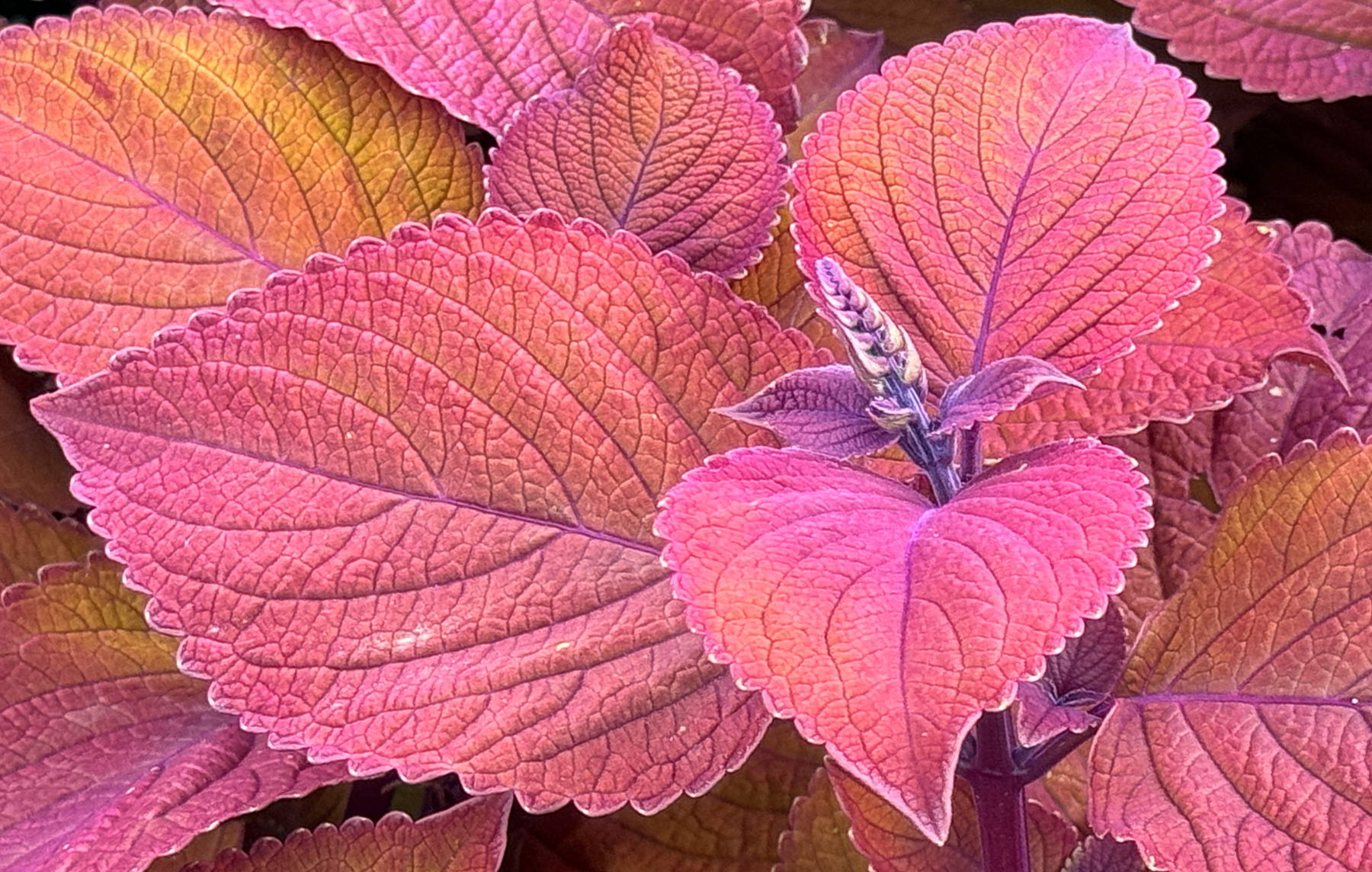 Coleus in the garden by Joan Funk
