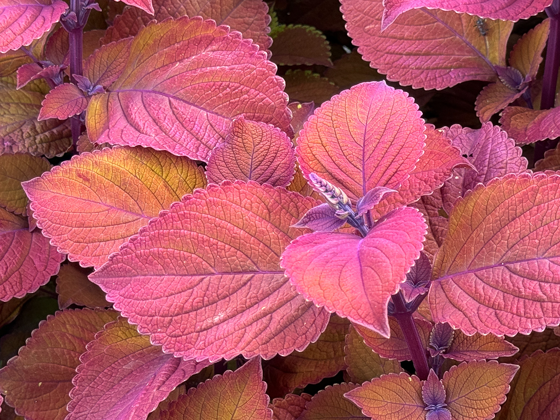 November 2025 - Joan Funk