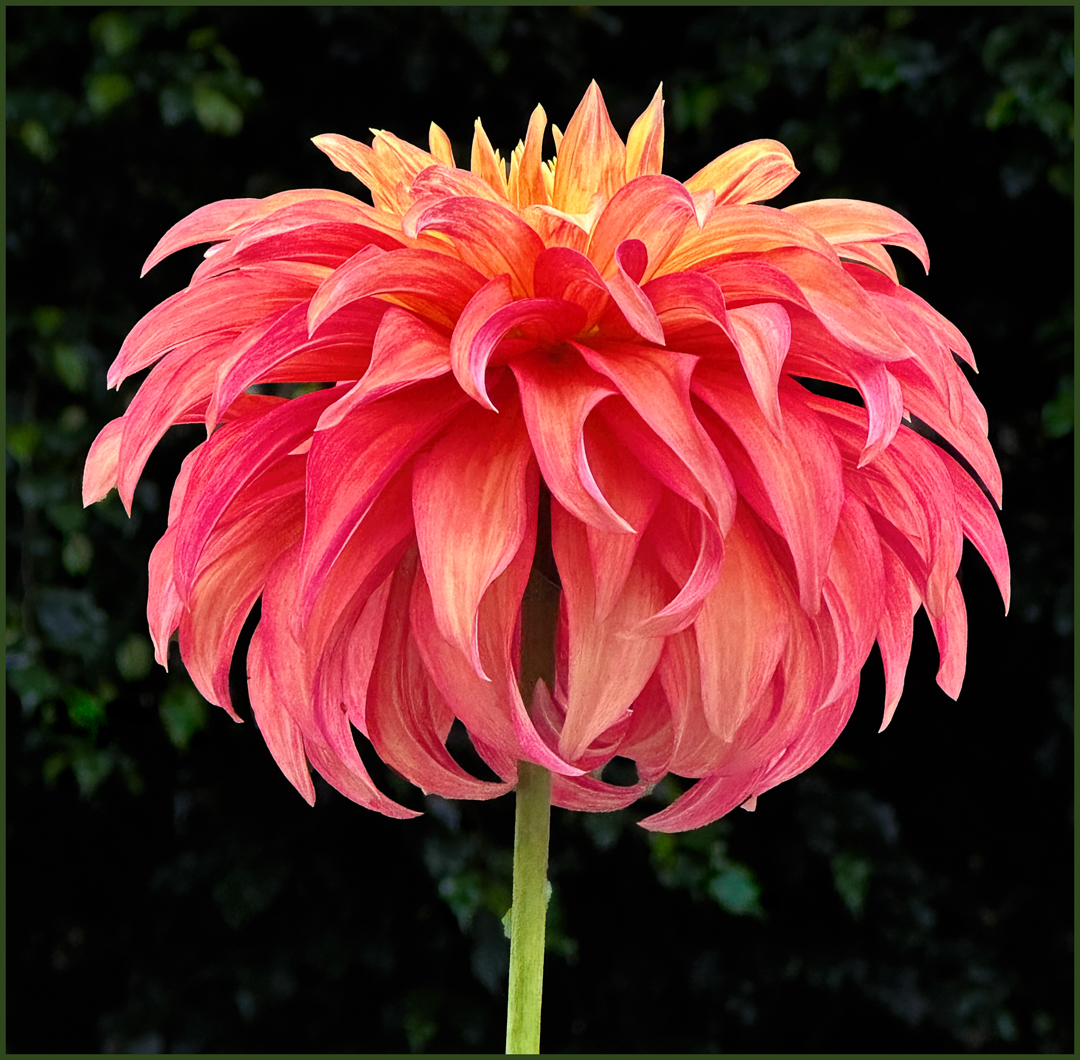 Dahlia by Joan Funk