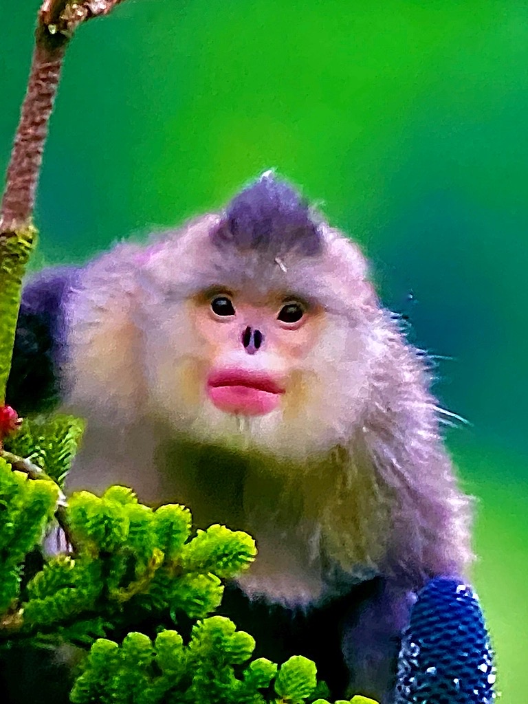 Himalayan Snub Nose Monkey by Kathleen Sims, APSA