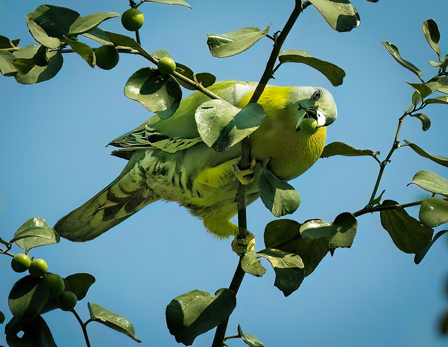 Yellow footed green pigeon by Dr V G Mohanan Nair