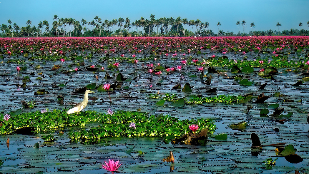Waterlily lake by Dr V G Mohanan Nair
