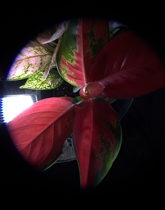 November 2025 - Dr V G Mohanan Nair, APSA, QPSA