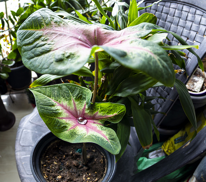 December 2025 - Dr V G Mohanan Nair, APSA, QPSA