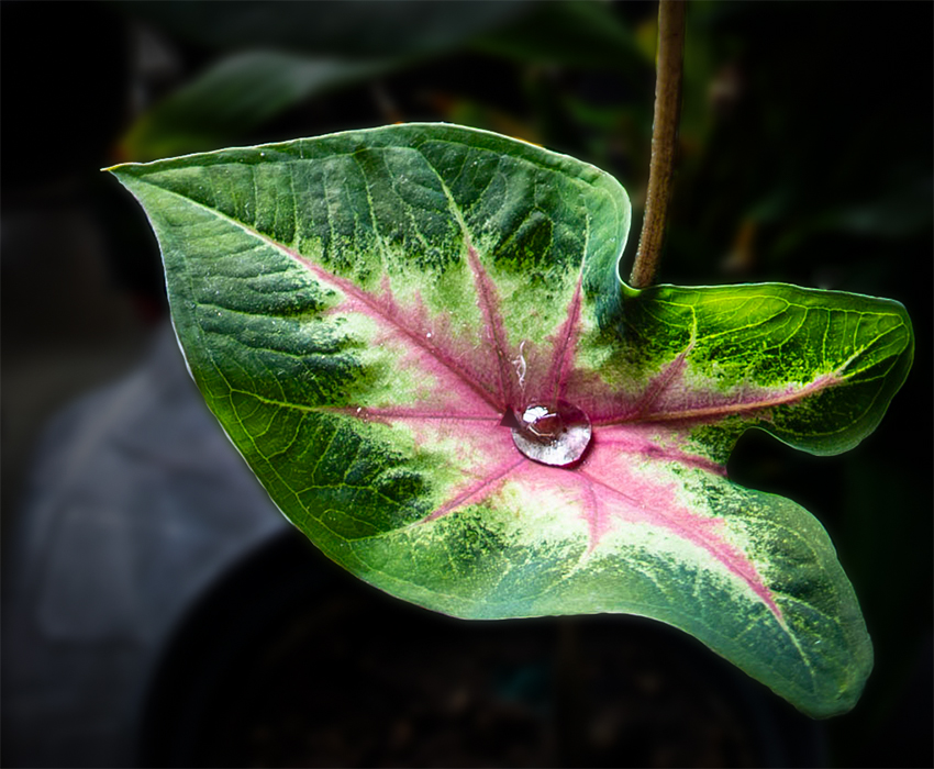 Water drop by Dr V G Mohanan Nair