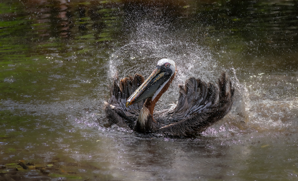 The Splash by Terry Campanella