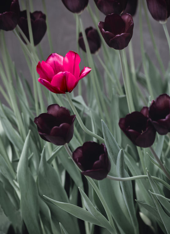 Tulips  by Terry Campanella