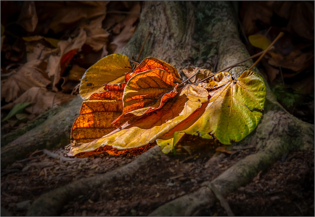 Shaft of Light on Leaves by Terry Campanella