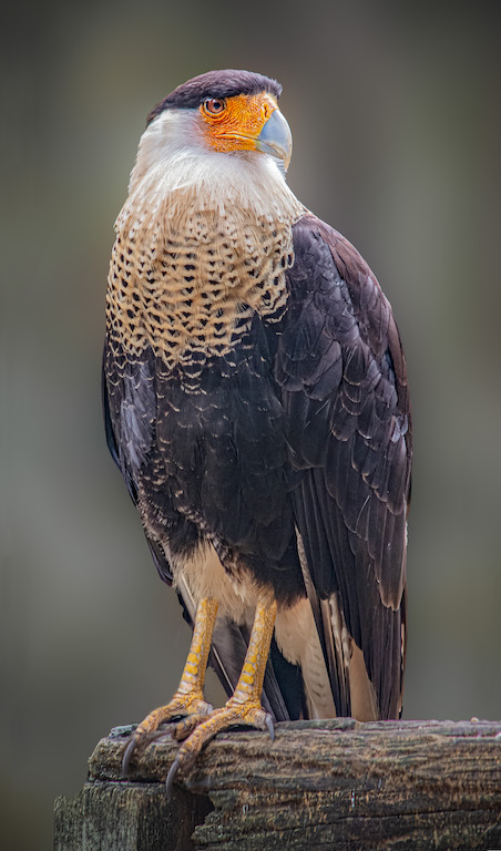 Crested Caracara Falcon by Terry Campanella