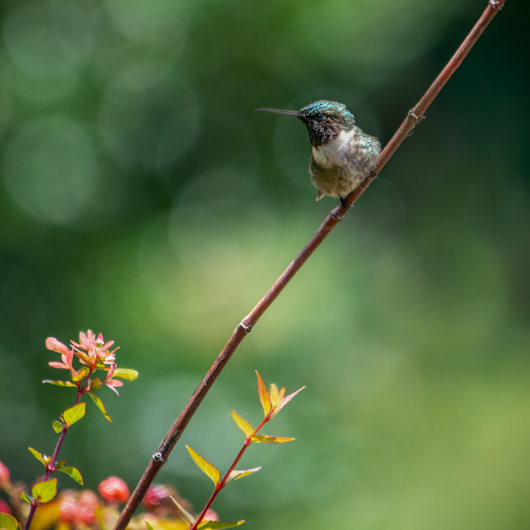 Humming Bird by Terry Campanella