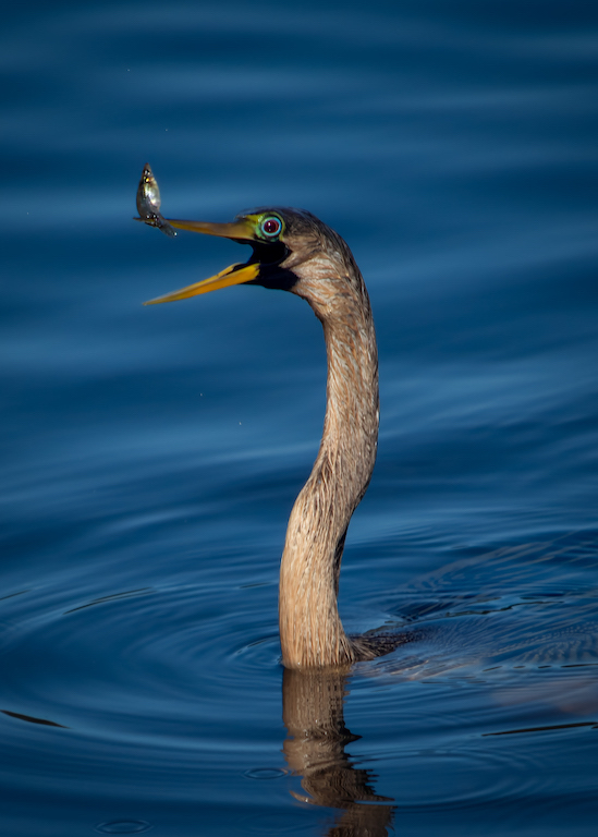A Snack by Terry Campanella