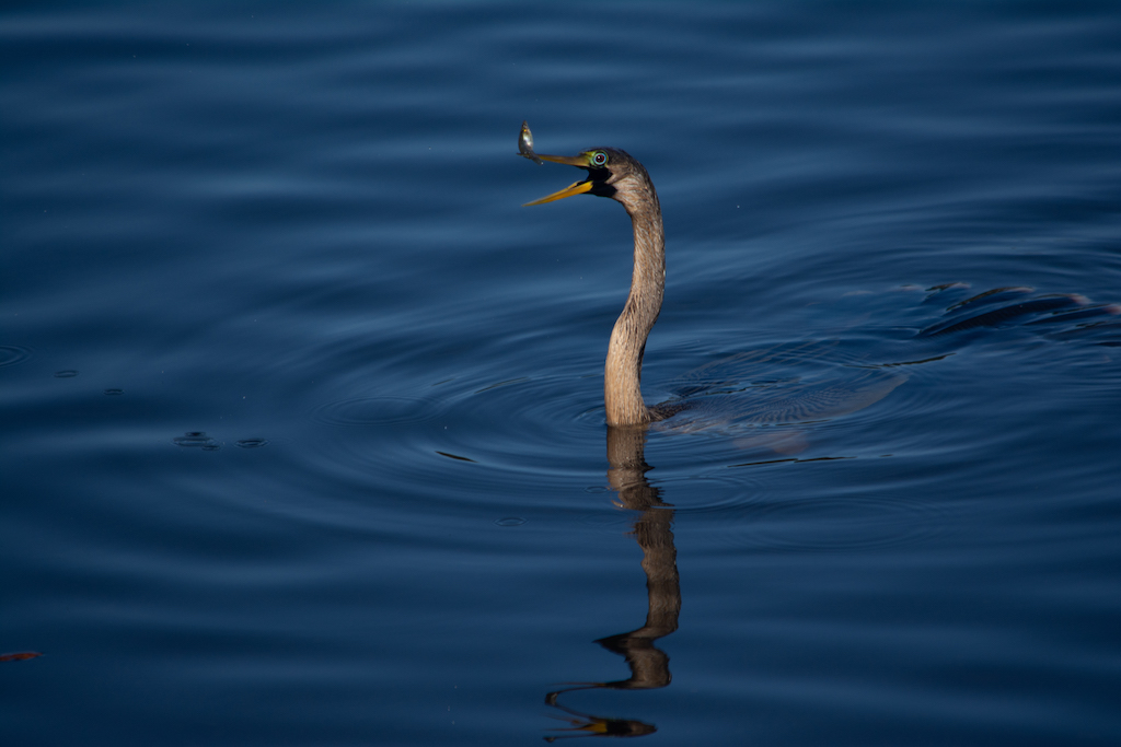 December 2025 - Terry Campanella