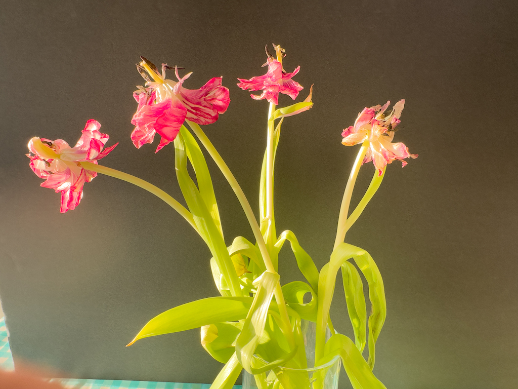 April 2026 - Terry Campanella