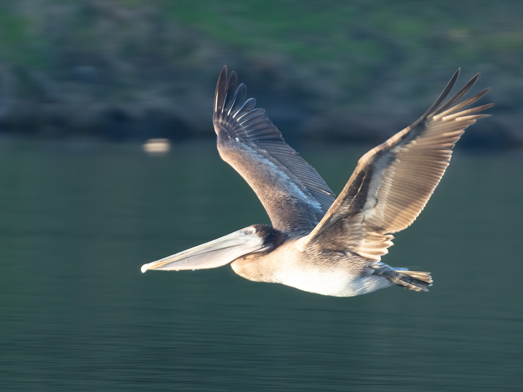 Pelican at UCSB lagune