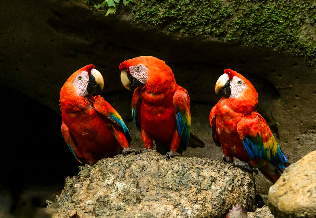 Scarlet Macaw