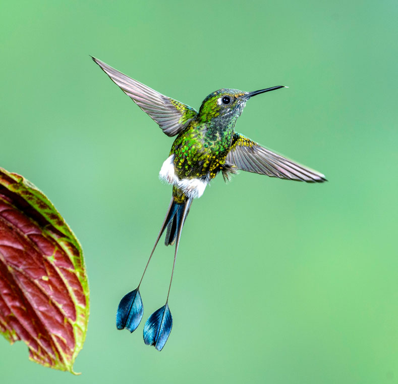 White-booted Racket Tailed Hummingbird by Glenn Rudd