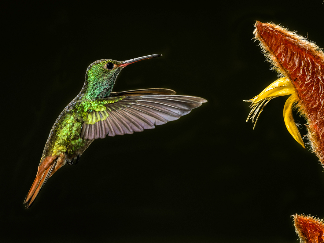 Green-crowned Brilliant Hummingbird by Glenn Rudd
