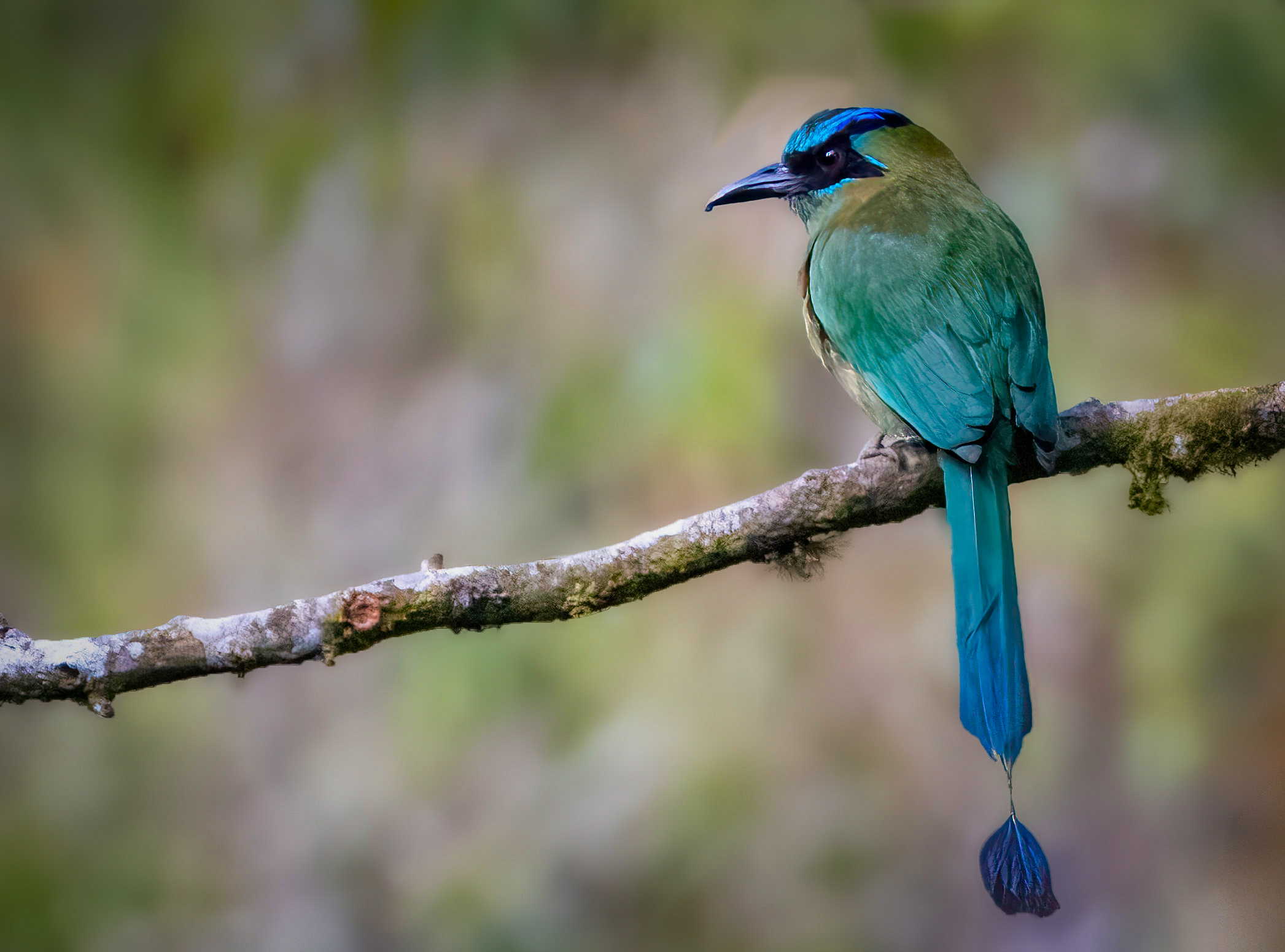 Perched in Thought by Suzanne Daunt