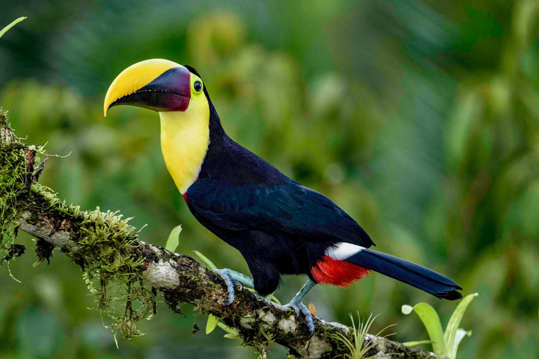 Black-mandibled Toucan
