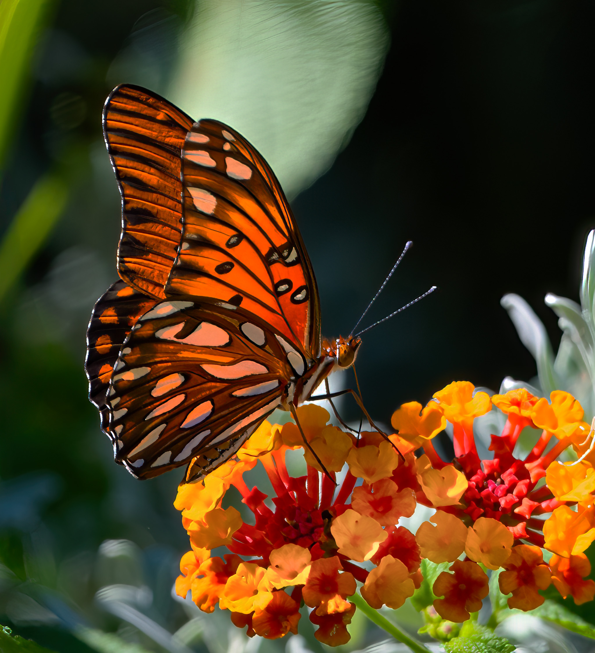 Butterfly in the Yard by Suzanne Daunt