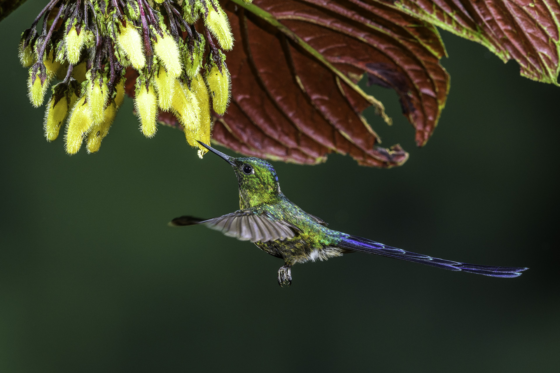 Long-tailed Sylph Hummingbird by Glenn Rudd