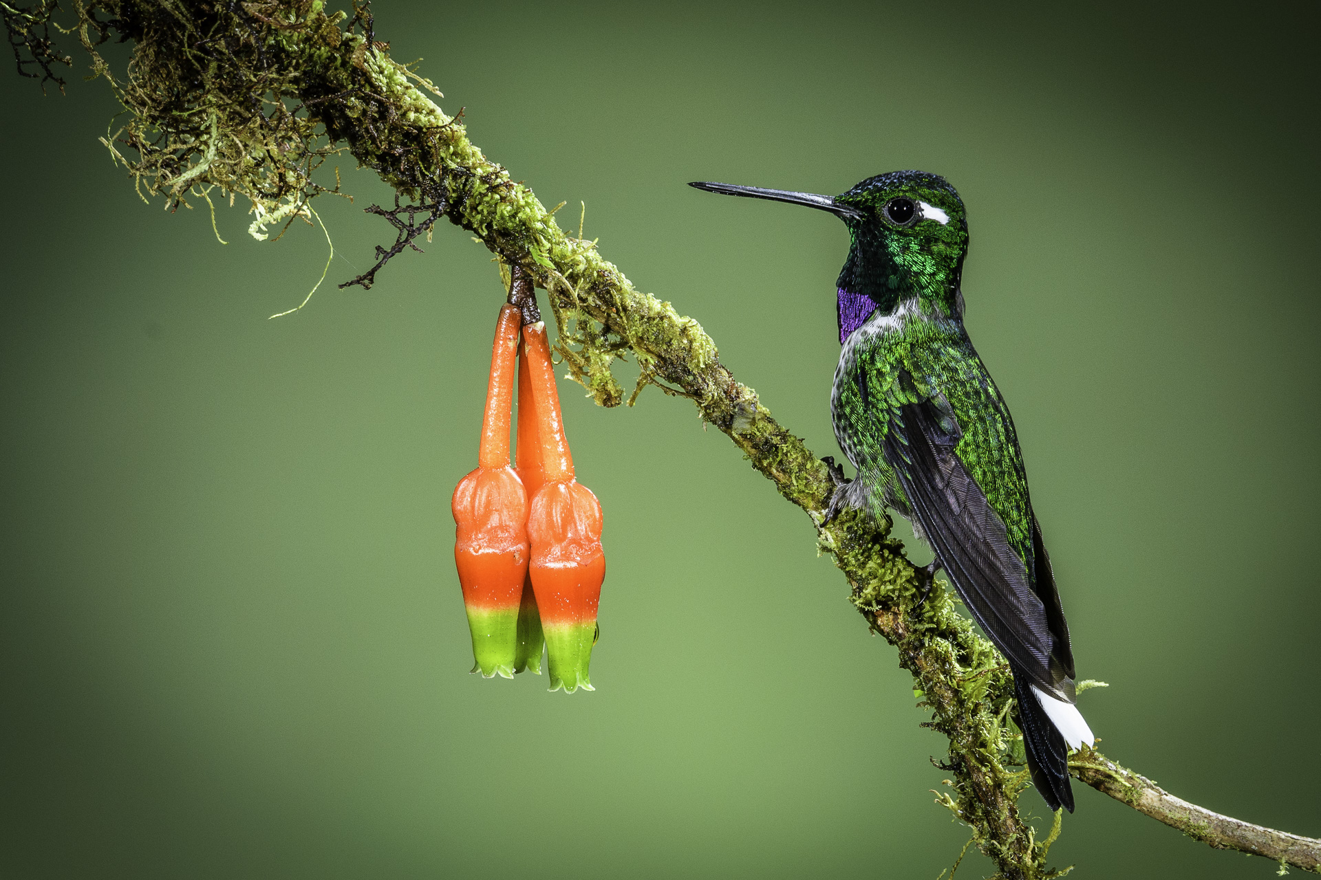 Purple-bibbed White Tip Hummingbird by Glenn Rudd