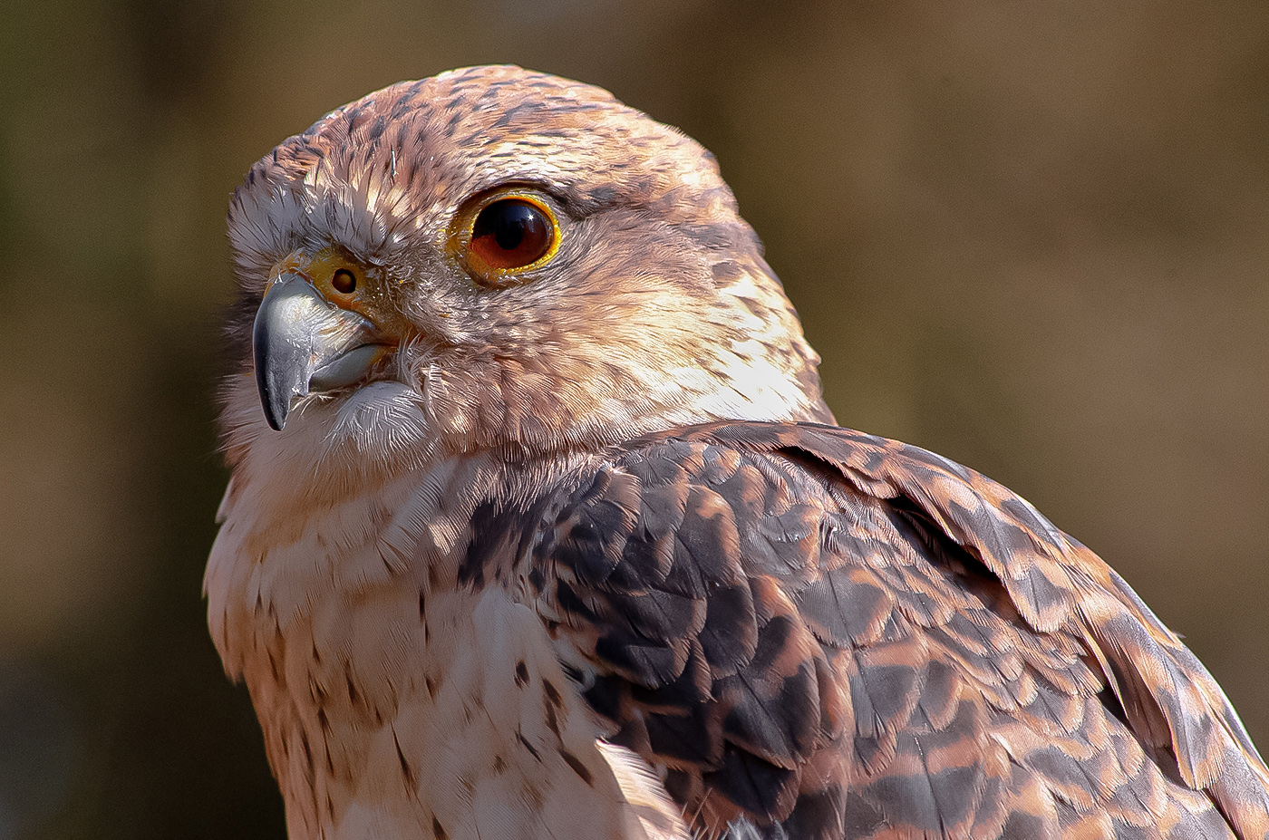 Young Falcon by Martha Aguero