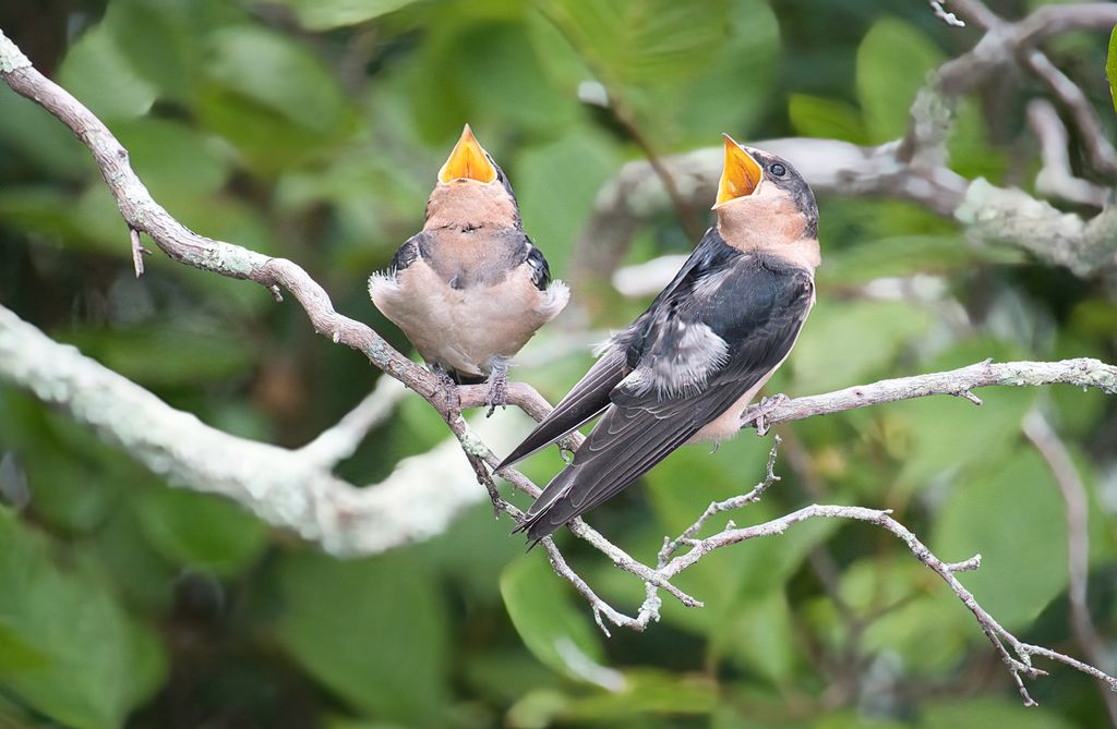 Momma is coming ! by Joe Norcott