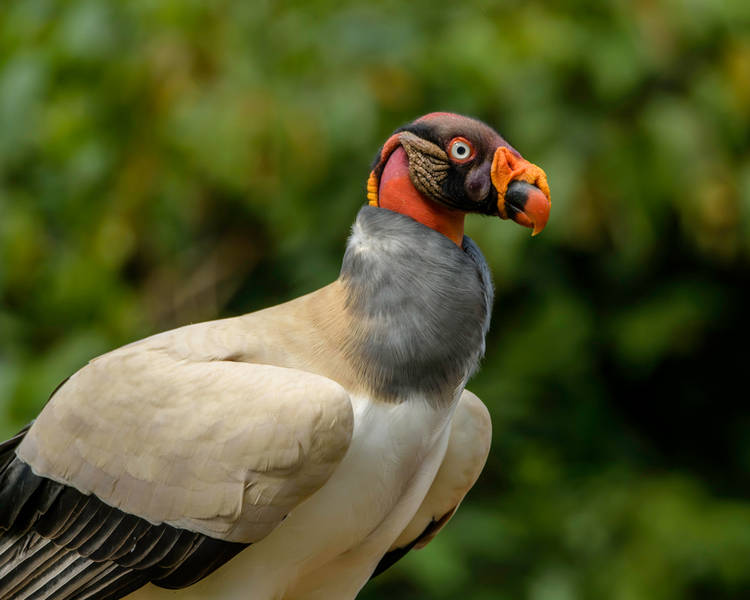 King Vulture by Glenn Rudd