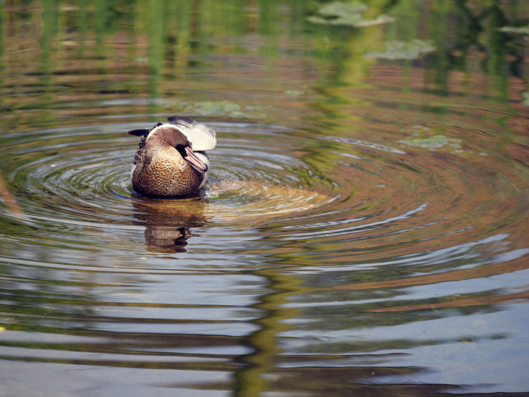 Ripples by John Hackett