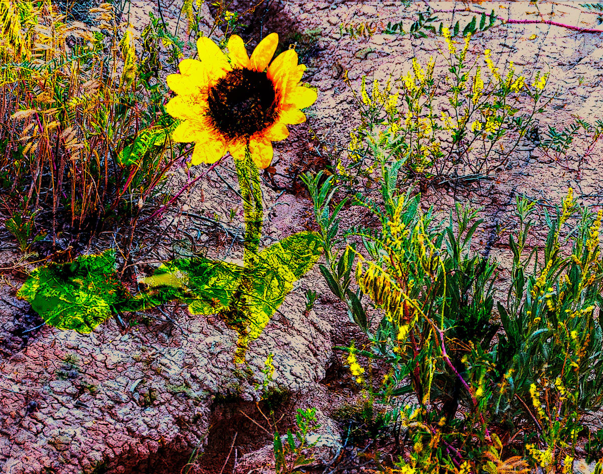 Desert Flower by Bob Wills