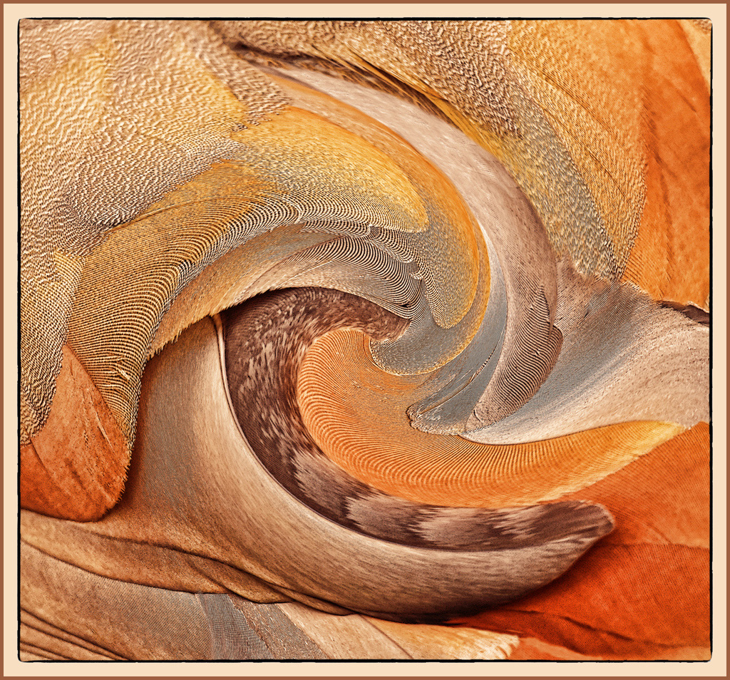 Feather swirl by Mike Cowdrey, MPSA