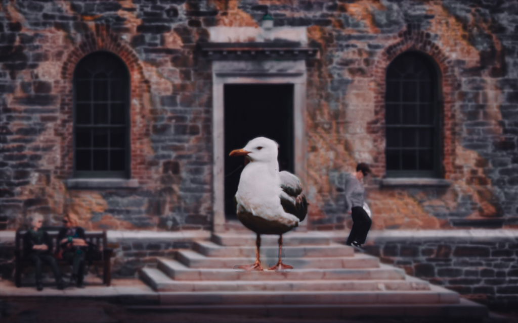 Gull in School by Bob Wills