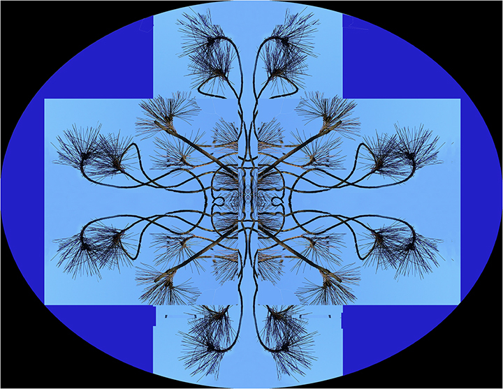 Pine design by Joan Field